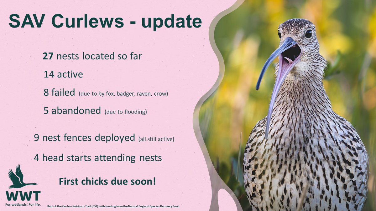 The #SAVCurlews field team have been busy! Here's an update on totals so far this field season #Fieldwork #Curlew #ConservationEvidence @WWTConservation
