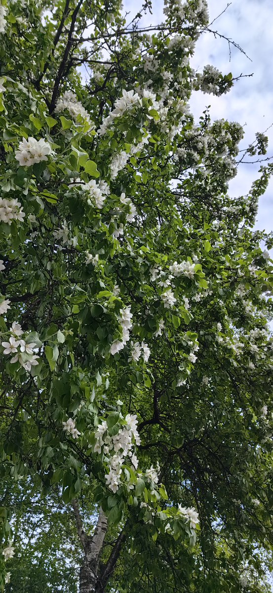 Hello!!! 🥰Today was a great day!! Gorgeous spring weather, the city is all in flowers! I love this time of year!!!🥰