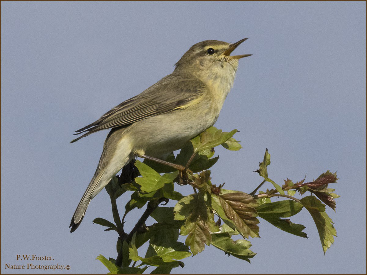 Willow Warbler from commondale recent . @teesbirds1 @WhitbyNats @clevelandbirds @teeswildlife @DurhamBirdClub @TeesmouthNNR @RSPBSaltholme @YWT_North @YorksWildlife @NTBirdClub @WildlifeMag @Natures_Voice @wildlife_uk #R7 #Canon