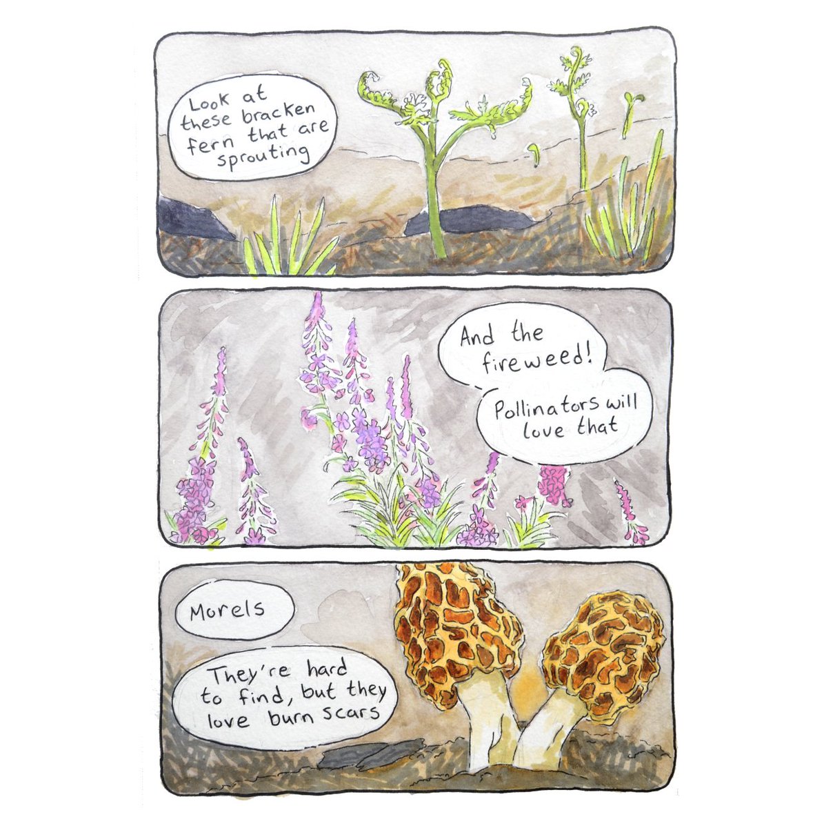 baconbitmadison's tweet photo. After many  months of work, I'm ready to share Wildfire, a comic about fire ecology  of Eastern Oregon, being transgender, and my own affinity for fire.  There are 3 ways for you to read this comic: https://t.co/fzB198grmp