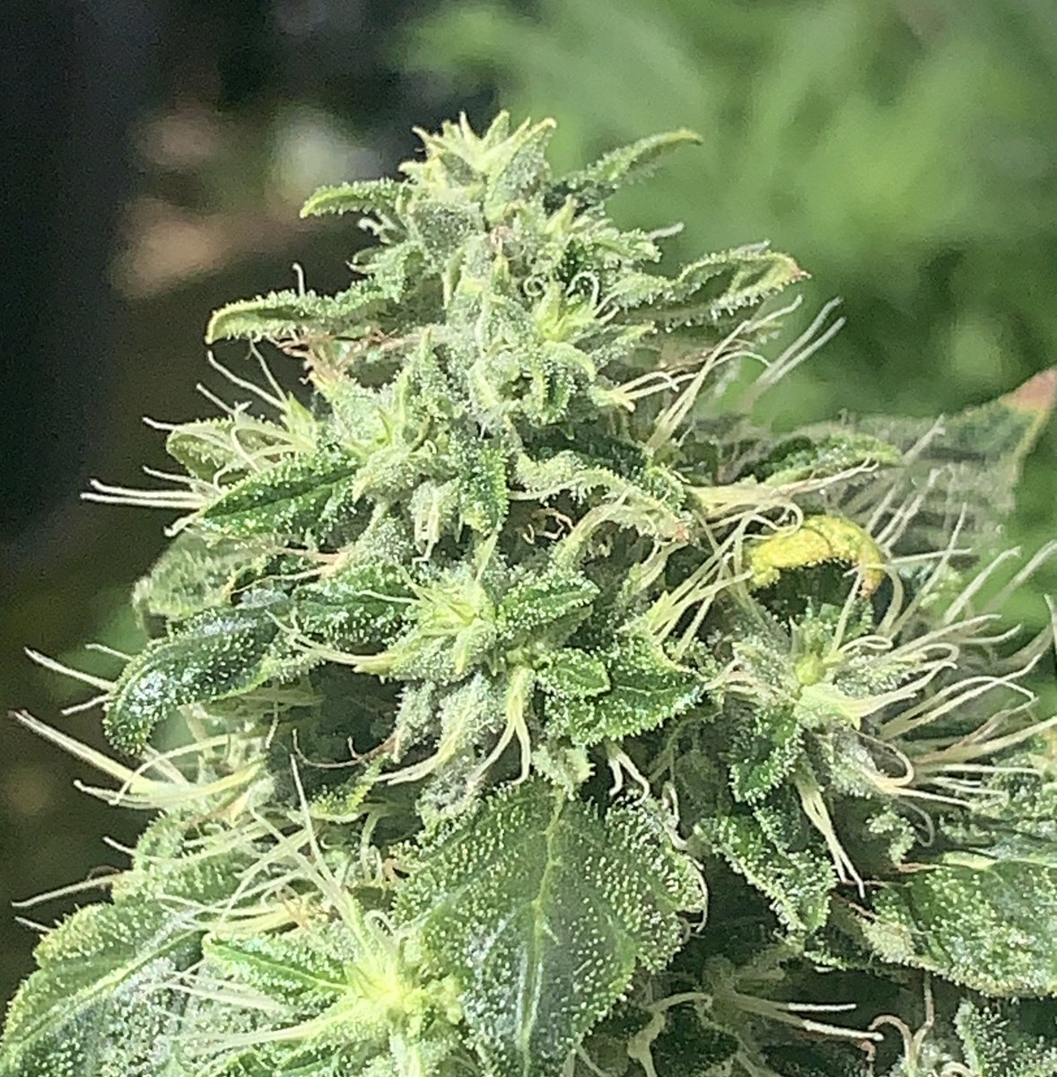 ChimpaGrow (@chimpagrow) on Twitter photo 