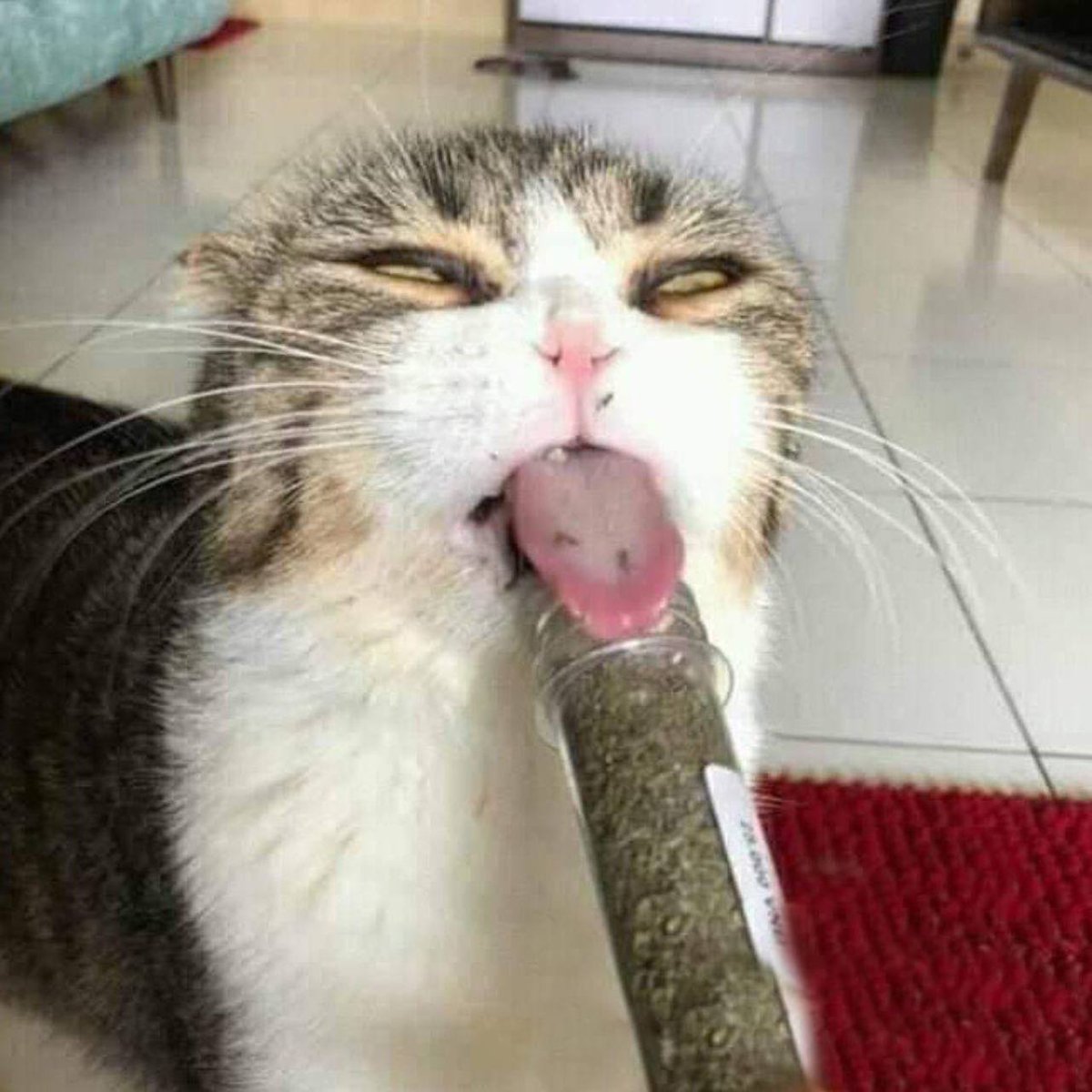 HighCat tweet media