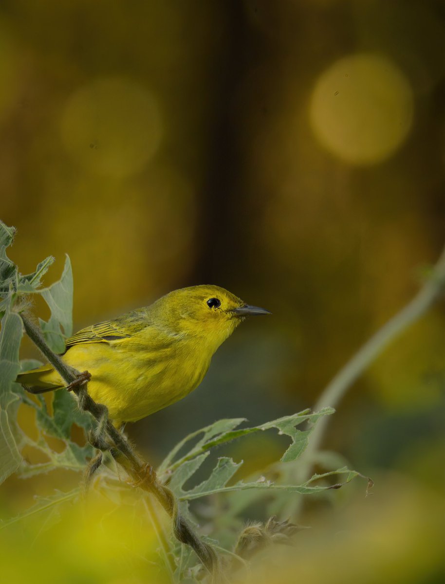 GOOD AFTERNOON #TwitterNatureCommunity 🌎📸

Here’s one of my FAVORITE Warblers that peas through on migration: The Yellow Warbler. They enjoy our patches of Kudzu where many scrumptious insects can be found. 

#BirdsOfTwitter #BirdTwitter #Birds