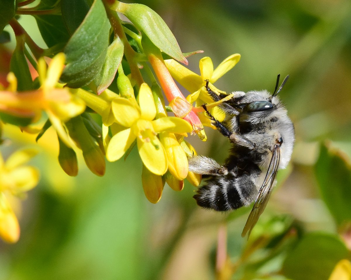 Today is #WorldBeeDay! 🐝🐝 Native #pollinators like #bees are in decline - but the Recovering America's Wildlife Act will help our native bees and the plants they need to survive. 🌼 📲 Take action now to #RecoverWildlife & #savethebees: ow.ly/yYVI50RNhQb