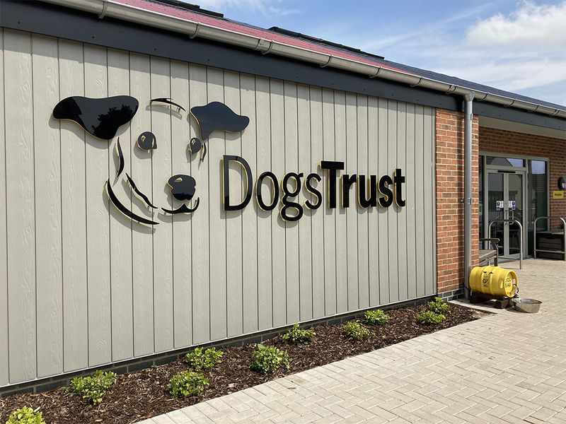 castr6738's tweet photo. #39canimals Dogs trust offers a lot of resources such as adoption, dog sponsoring, and taking in dogs. Make sure to check out their website to learn more about each one of these resources. https://t.co/tM5eBHOScY https://t.co/kLUkq8sAUJ