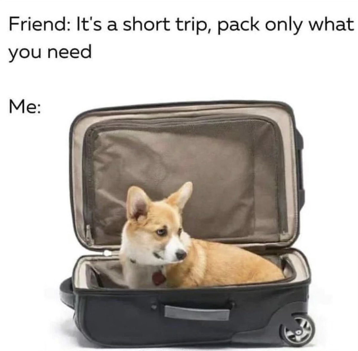 TheLuckyFox_'s tweet photo. On my way home with my beloved $WELSH โ๏ธ๐พ๐งก
See ya tomorrow fam, 1st day of amazing $WELSH giveaways ! ๐คฉ
@Welsh_Community #Bitcoin @Stacks
#crypto #corgi #WorldWideWelsh ๐ https://t.co/JgpNPZ74OH