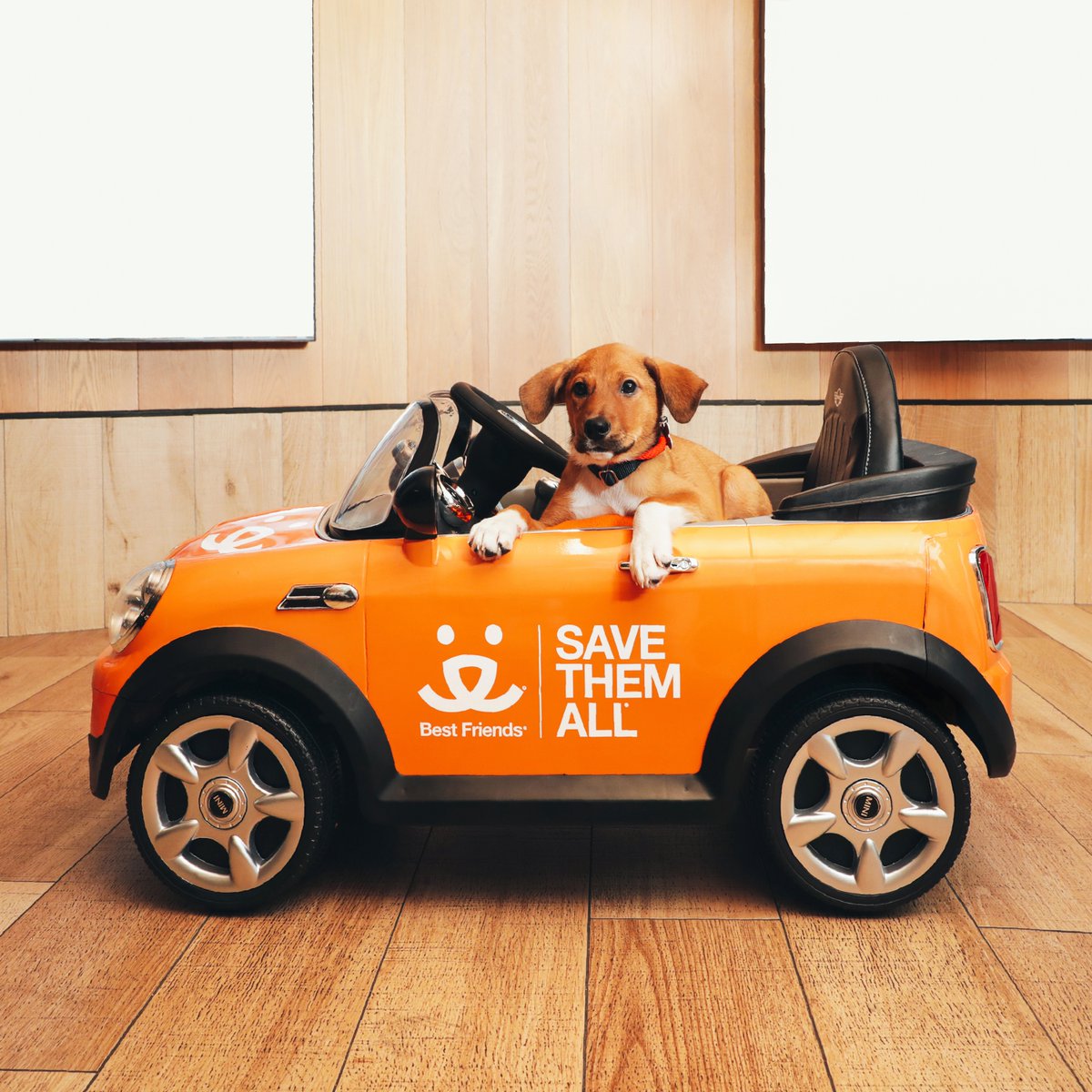 MINI USA (@miniusa) on Twitter photo Happy National Rescue Dog Day! Shout out to all our best doggy companions 🐕 & our partners from MINI Takes The States 2022, <a href="/bestfriends/">Best Friends</a>.
Join us for the entire road trip or just a day. Register for MINI Takes The States 2024: minitakesthestates.com
#HappyNationalRescueDogDay Happy National Rescue Dog Day! Shout out to all our best doggy companions 🐕 & our partners from MINI Takes The States 2022, <a href="/bestfriends/">Best Friends</a>.
Join us for the entire road trip or just a day. Register for MINI Takes The States 2024: minitakesthestates.com
#HappyNationalRescueDogDay