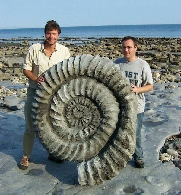 The largest known species of ammonite is Parapuzosia seppenradensis from the Late Cretaceous. The largest specimen found is 1.8 meters in diameter (but is also incomplete). Here's a slightly smaller one. [📸 Paul Williams]