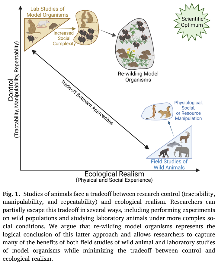 Animal Models of Social Aging Research Network (@animalsocaging) on Twitter photo 🐭 <a href="/MatthewZipple/">Matthew Zipple 🇺🇦</a> <a href="/VogtCaleb/">Caleb Vogt</a> <a href="/IDsignals/">Michael Sheehan</a> guide us through “re-wilding model organisms” to study the molecular mechanisms of social behavior, neurobiological functioning, health, and aging. #SocialEcology #FieldExperiment
doi.org/10.1016/j.neub… 🐭 <a href="/MatthewZipple/">Matthew Zipple 🇺🇦</a> <a href="/VogtCaleb/">Caleb Vogt</a> <a href="/IDsignals/">Michael Sheehan</a> guide us through “re-wilding model organisms” to study the molecular mechanisms of social behavior, neurobiological functioning, health, and aging. #SocialEcology #FieldExperiment
doi.org/10.1016/j.neub…