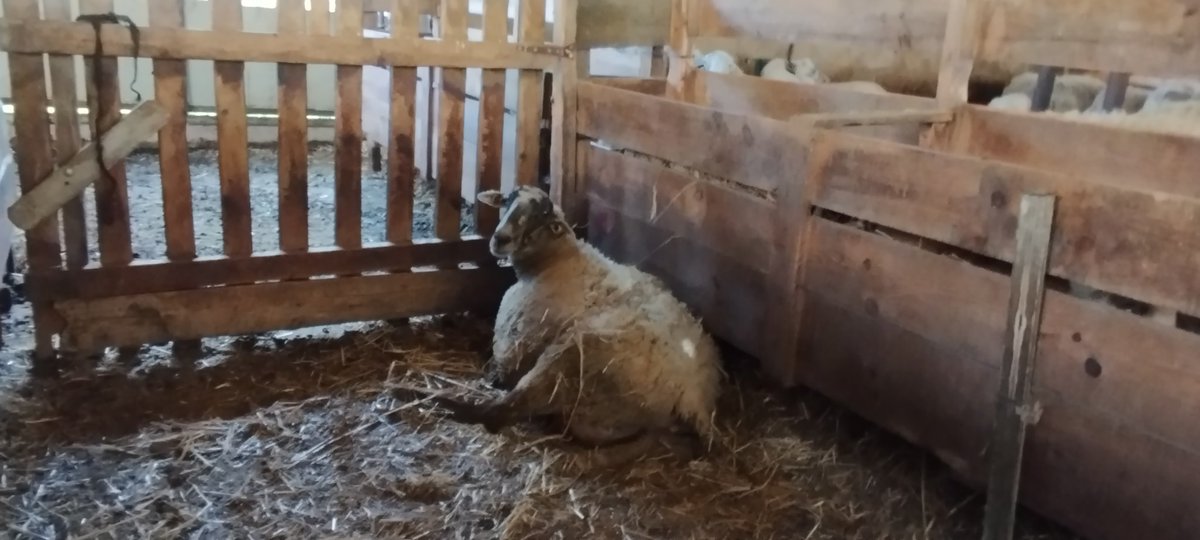 De bon dematí ja estava intranquil·la. S'ajeia, s'aixecava, buscava racons, gratava el jaç amb els unglots i es tornava a ajeure.
L'he vigilada i, com que la cosa no evolucionava, l'he posada a part mentre treia la resta del ramat.