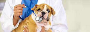 castr6738's tweet photo. #39canimals Canine Infectious Respiratory Disease can seriously affect a dogs health. Some ways to help prevent this disease is by keeping your dog up to date with shots and being cautious when in high-risk areas such as dog parks. 

https://t.co/nxQqiUjUMR. https://t.co/xjlAQ0MDdg