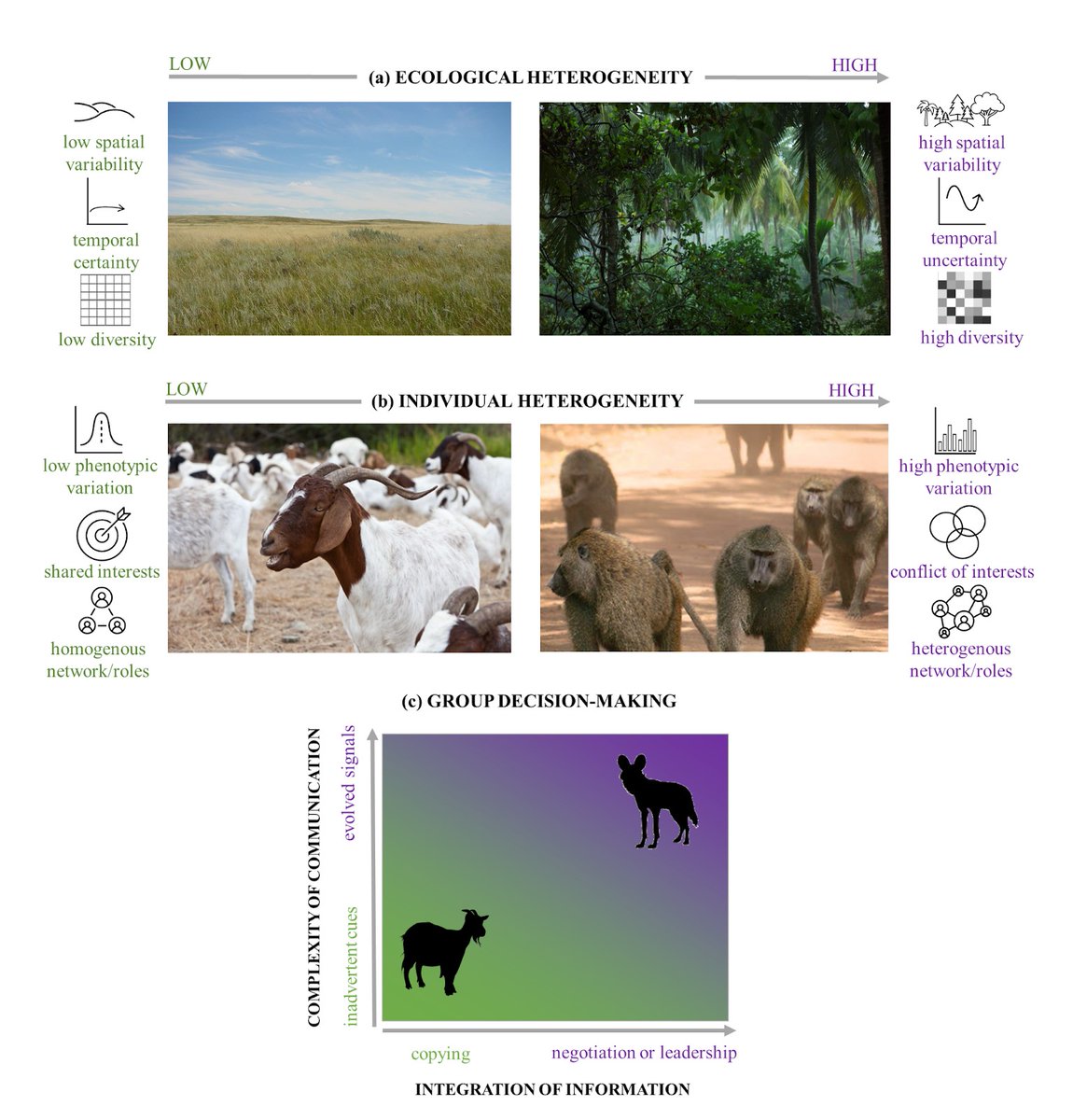 Cédric Sueur - Les Péripéties d'un primatologue (@cedricsueur) on Twitter photo 🚨 New paper 📷 in Philosophical Transactions of <a href="/royalsociety/">The Royal Society</a> with @KrisAnathema, Andrew J. King and Lisa R. O'Bryan: Individual and ecological heterogeneity promote complex communication in social vertebrate group decisions
doi.org/10.1098/rstb.2… 🚨 New paper 📷 in Philosophical Transactions of <a href="/royalsociety/">The Royal Society</a> with @KrisAnathema, Andrew J. King and Lisa R. O'Bryan: Individual and ecological heterogeneity promote complex communication in social vertebrate group decisions
doi.org/10.1098/rstb.2…