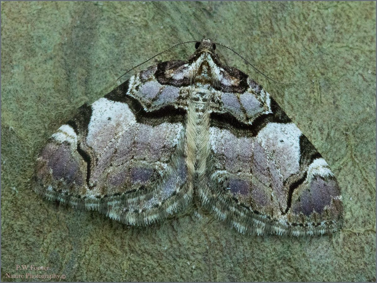 Streamer from Guisborough one of my favorite spring moths . @teesbirds1 @WhitbyNats @BritishMoths @ynuorg @clevelandbirds @teeswildlife @YWT_North @YorksWildlife @insectweek @InsectsUnlocked @TheLepSoc @RoyEntSoc @BC_Yorkshire #moths