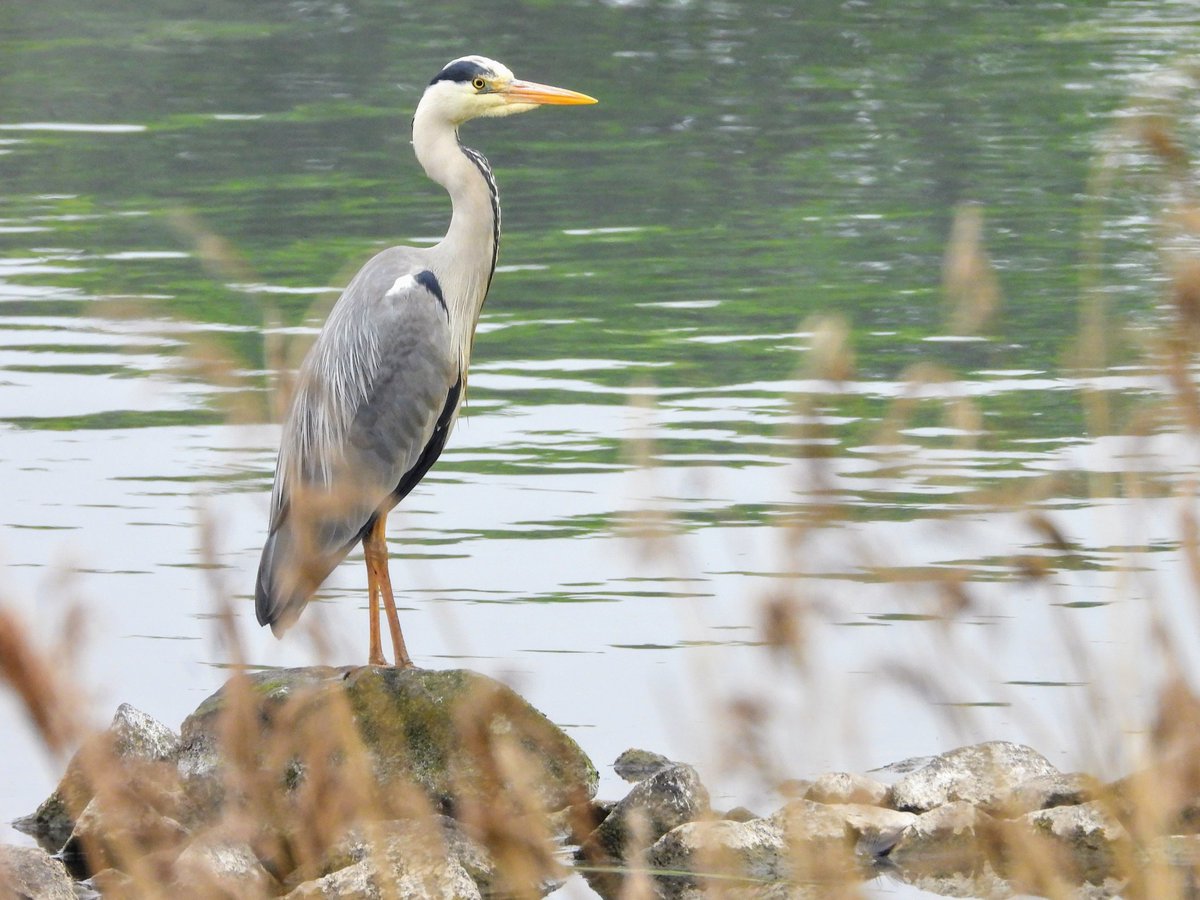 Grey heron from Hogganfield loch yesterday.