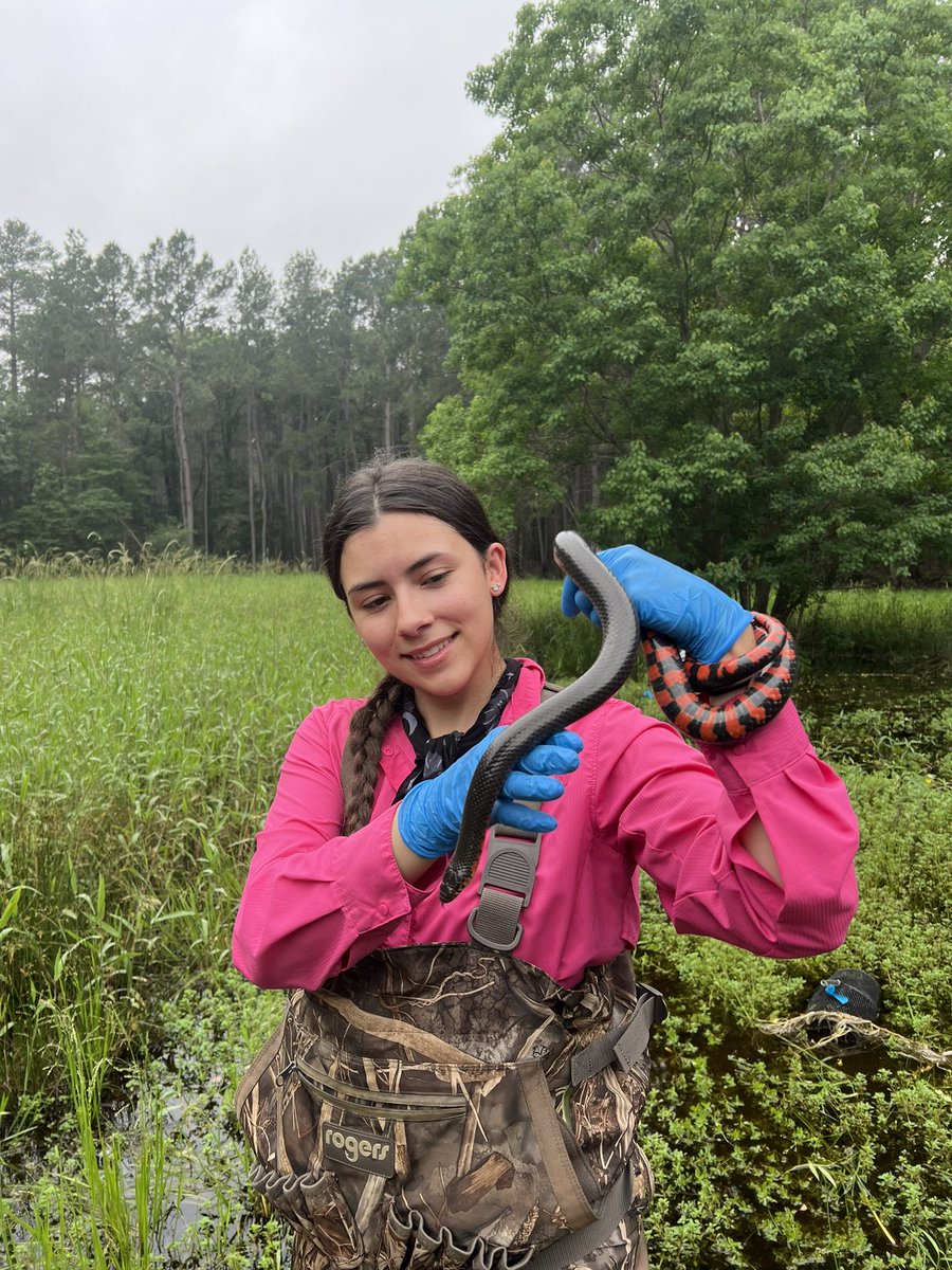 Happy Mud Snake Monday ❤️🖤