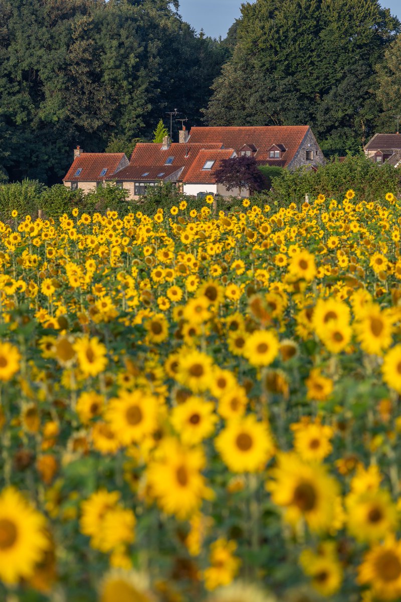 A field of sunflowers. Taken near Leeds last summer.