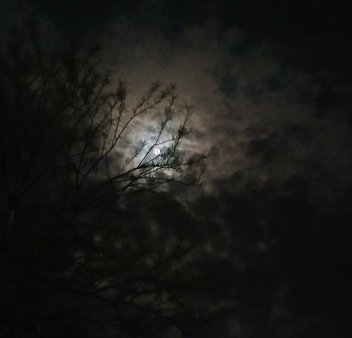 Moonlit night, enchanting branhes and cloudy sky.
#nightsky