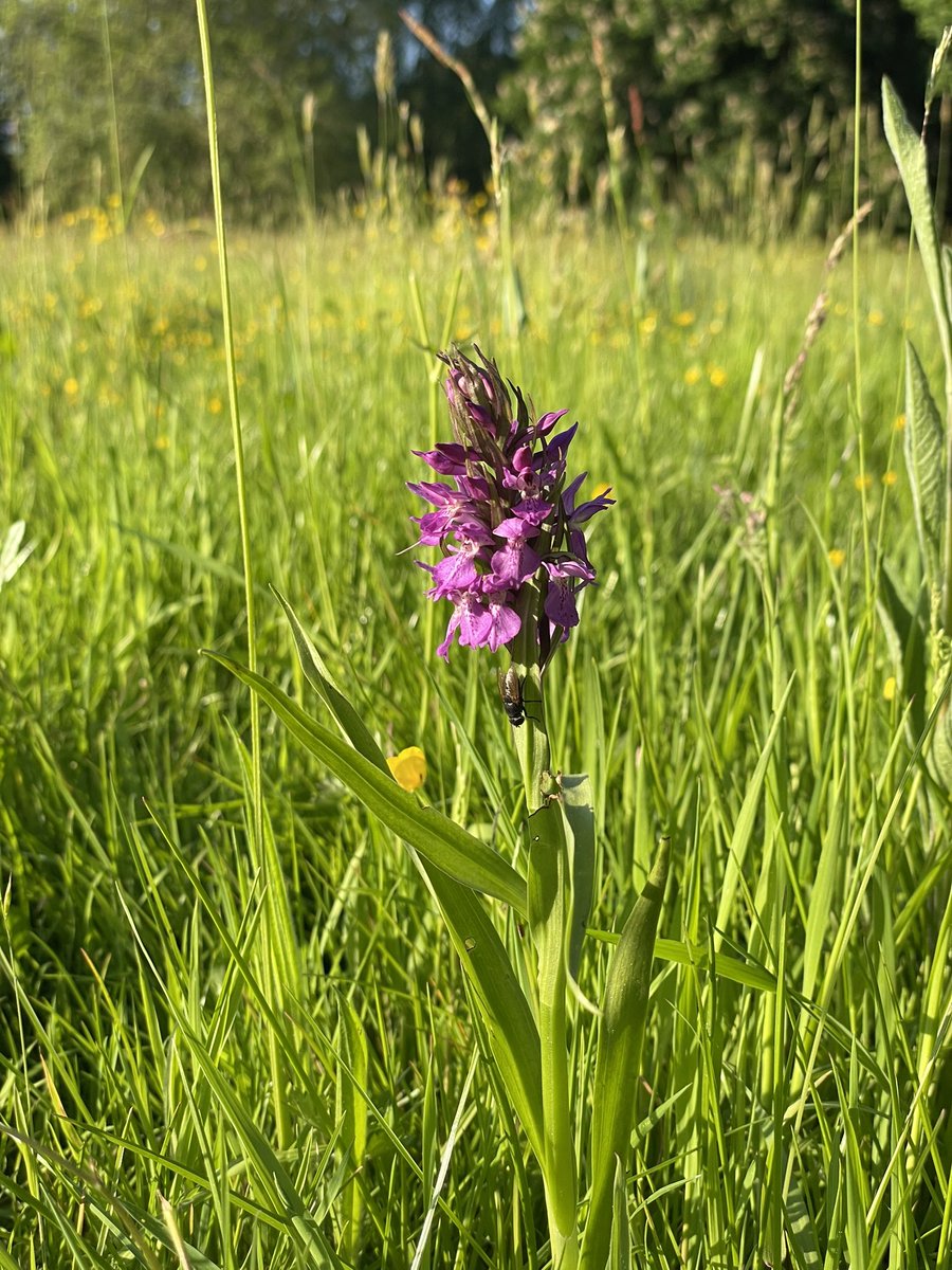 IanDHorsley's tweet photo. Four years after creating our wildflower meadow from a tired old field. Our first orchid has appeared.
Plus the season’s first ox-eye daises and the yellow rattle is starting to flower.
#environmentalsuccess
You’re welcome!! https://t.co/jMkWhhrEmr
