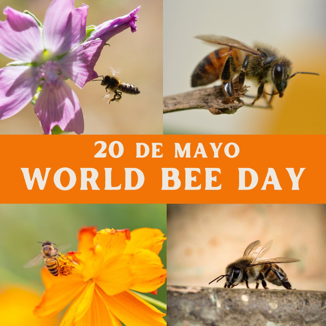 malfna's tweet photo. #Worldbeeday  https://t.co/XI3Puufzjm https://t.co/PmTNBzDfpB