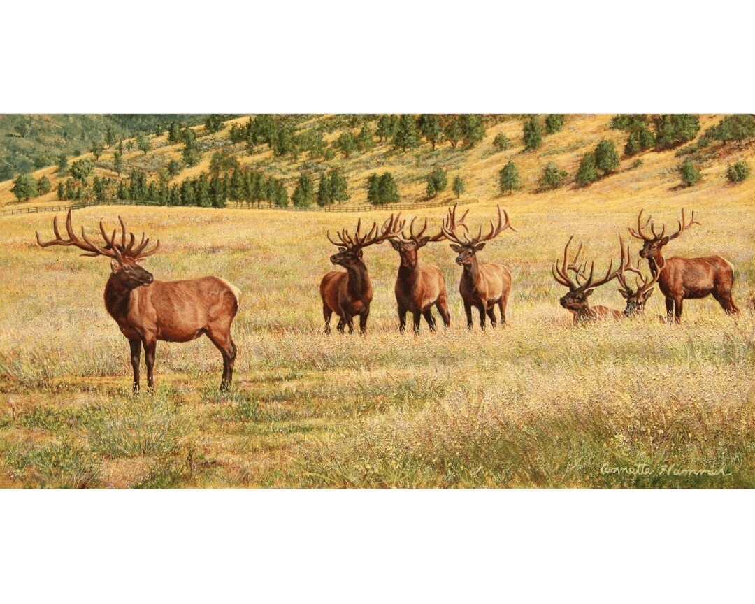 Elk in the Meadow, by Annette Hammer: featured in the American Women Artists 2024 Annual Online Juried Show. You can view all of the works from the show online at bit.ly/2024-Online-Ju…. #Oil #Painting #AWAOnlineJuriedShow2024 #WomenArtists #WomenInArt… instagr.am/p/C7M179TMlP_/