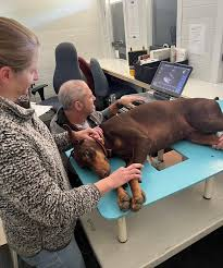 castr6738's tweet photo. #39canimals Dilated Cardiomyopathy can be very harmful to dogs and can cause death. Some ways to help combat this issue is by taking dogs to regular echocardiograms and having dogs maintain a healthy diet. https://t.co/CJDJedrH1i