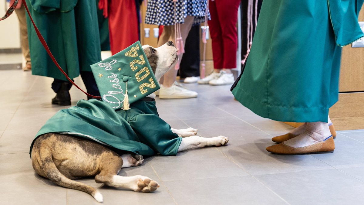 A big round of applause to our beloved therapy dogs for the endless joy, comfort, and smiles they brought during Commencement season. Thank you, Bear and Brookie, for celebrating our graduates with so much love and pawsitive energy! ❤️🎓💚