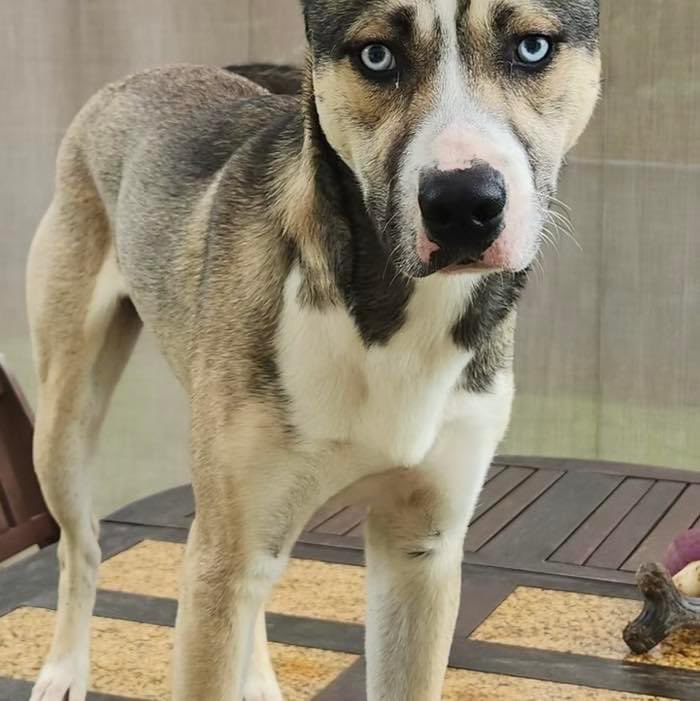 Handsome TAHOE is looking for a home with husky experience. He's super intelligent and can jump in and out of windows. He plays very nicely with other dogs. He's microchipped crate trained and about 1 yr old. Apply here coldnosewarmheart.org/dog-applicatio…