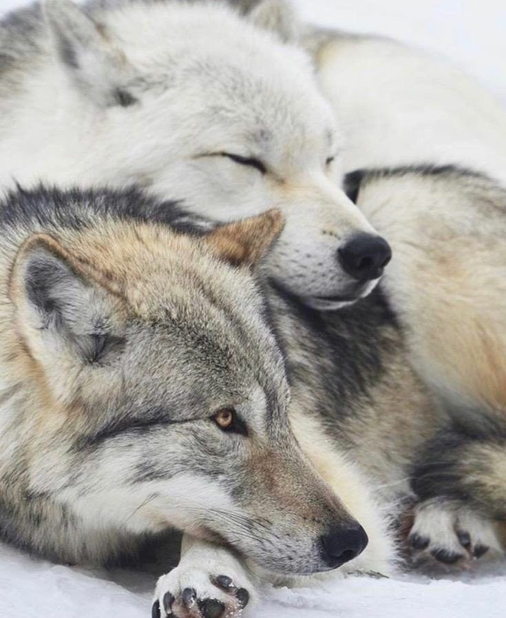 WOLF LOVERS (@wolfrescues22) on Twitter photo 2024-05-20 18:42:36