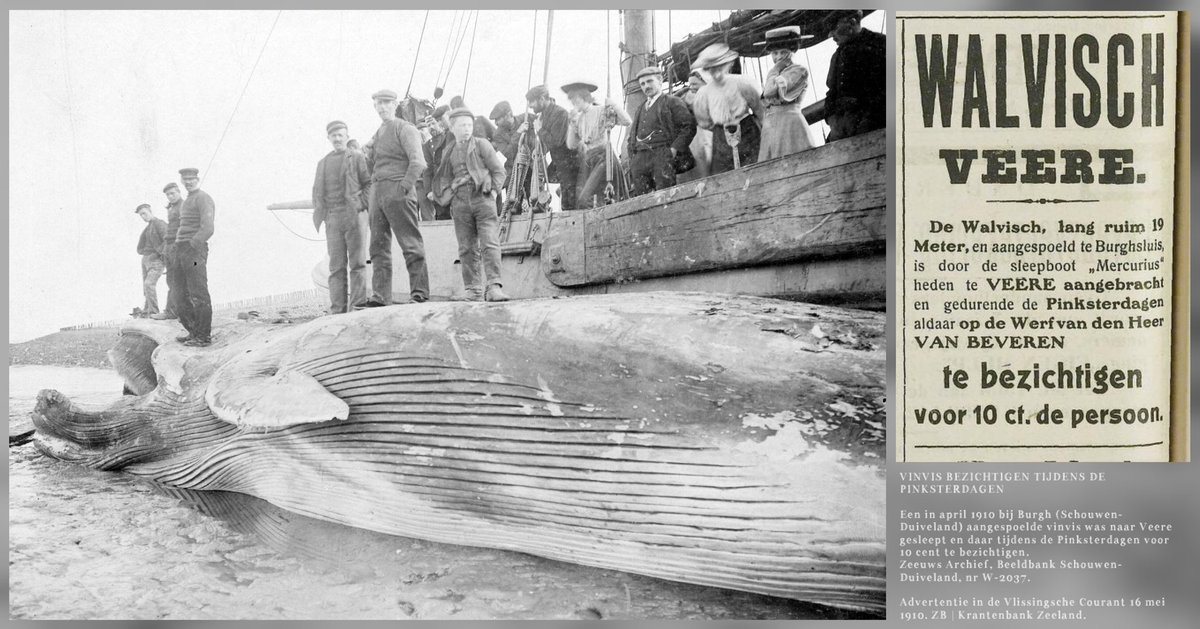 zeeuwsarchief's tweet photo. In het voorjaar van 1910 was een blauwe #vinvis aangespoeld voor de Schouwse kust. Het dier had in #Burghsluis veel kijkers getrokken. De vinvis werd in mei naar #Veere gesleept en was daar tijdens de #Pinksterdagen voor 10 cent te bezichtigen.
Lees meer: https://t.co/MGokZCMrxK https://t.co/85jIQs2nSV