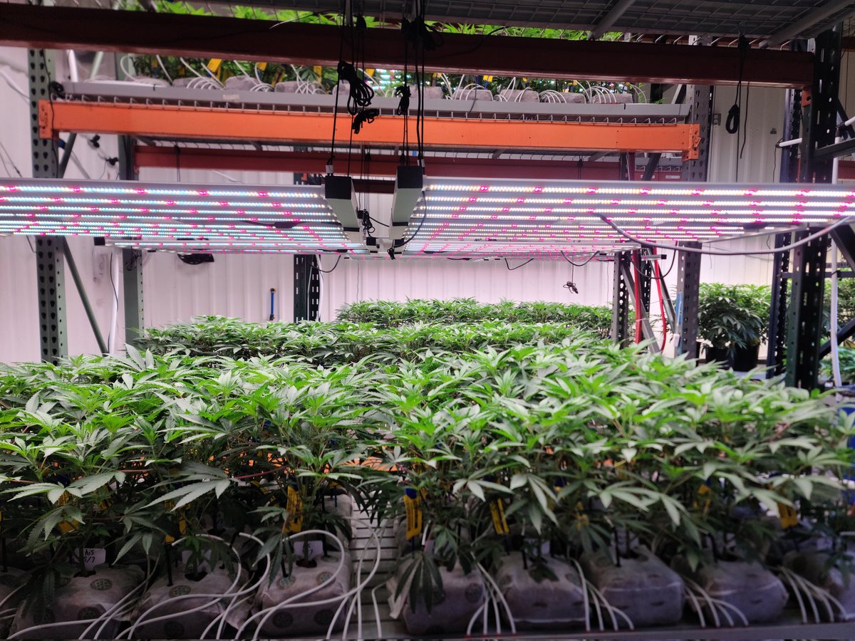 Ladies are just loving life 🔥