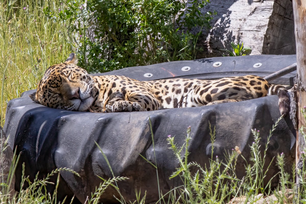 Lucha is too tire'd this Monday morning 📸: Steve Goodall