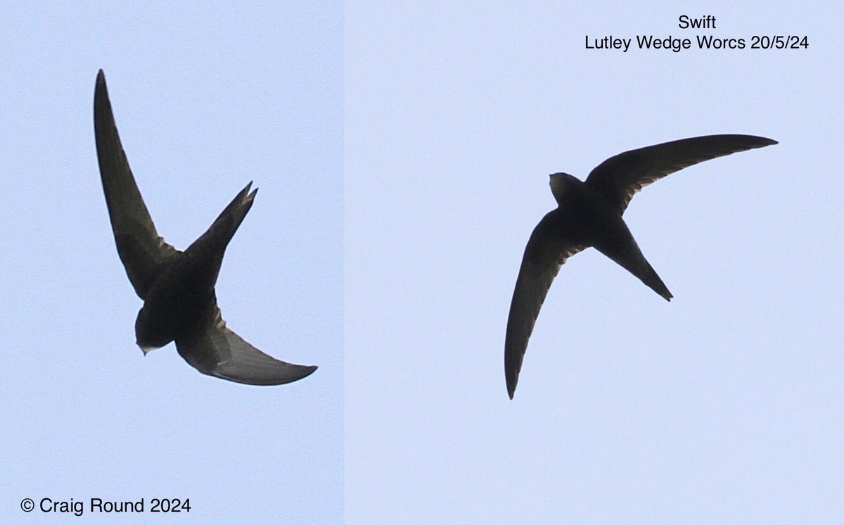 Swift Lutley Wedge Worcs 20/4
@WorcsBirding