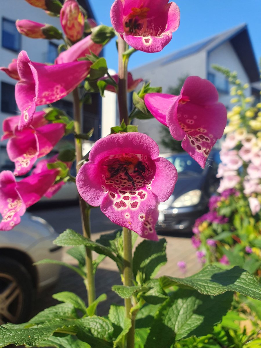 Happy World Bee Day! 🐝 Watching the bees from my small patch of garden brings so much joy 🥰