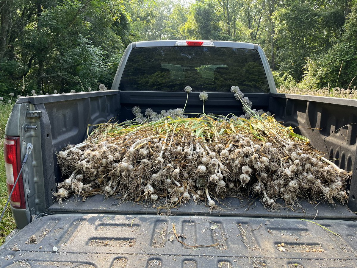 There is a 1/2 acre garlic patch around an old homesite on my property. There were a dozen small log cabins dating back to pre civil war but no one has lived there since The Great Mississippi Flood of 1927 so the garlic is at least 100 years old.  

Big Farm doesn’t want you to