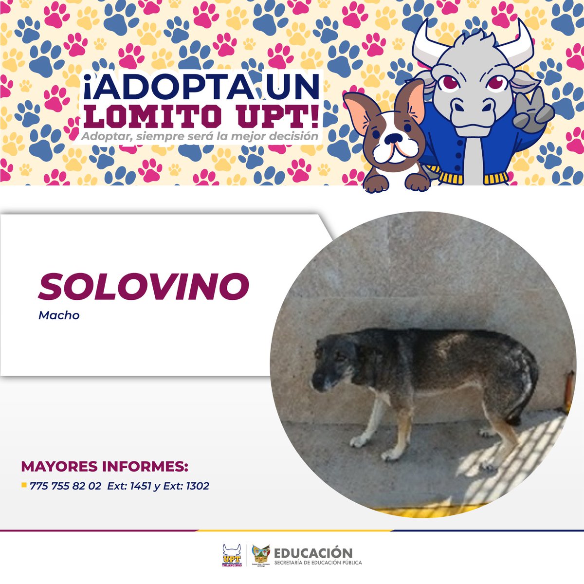 #AdoptaUnLomitoUPT

'Solovino' necesita una familia, ayúdanos a encontrarle un hogar definitivo, lo merece.  

Recuerda que adoptar, siempre será la mejor decisión. ❤️
Informes: 7757558202 extensión 1302 y 1451