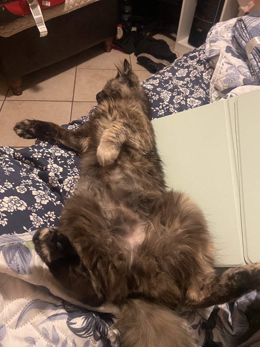 strawberrybabs's tweet photo. Deciding to become active again on this platform 😌🫶 ft. Pics of my new kitten Miso https://t.co/NftfGqw7mj