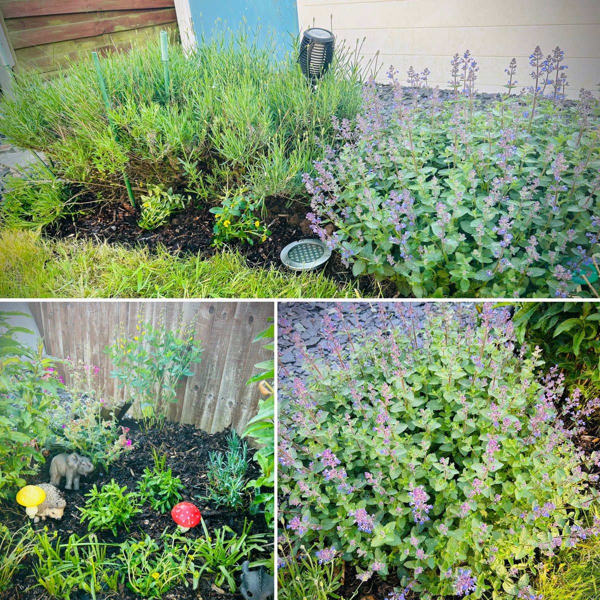 A few hours in the garden this afternoon: cut and strimmed grass, re-dug out edges, new plants and bark topped up 😍☀️ can’t wait to see how it properly looks once all the plants bloom and fill out! Lots of green perennials growing well but yet to flower this year 🩵🩵🩵