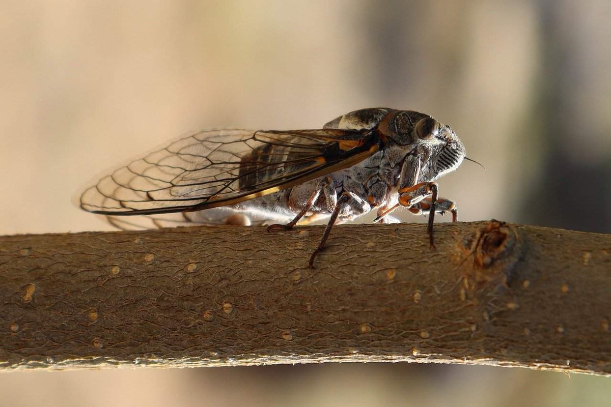 ChicagoCarTrans's tweet photo. The Streets Of Chicago Were Infested With Cicadas.
https://t.co/nMoZFx1JNe

#cicadas #summertime #parkridge #infestation #summertime 

Follow Us!                    
Pinterest: #chicagocartransport
Facebook: #chicagocartransport https://t.co/8XMz9kW43Q