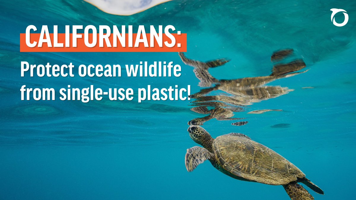 CALIFORNIANS: Plastic bags are one of the most common single-use plastics harming ocean wildlife like sea turtles. Tell your state legislators to support #SB1053 & #AB2236 to eliminate thicker plastic bags at grocery stores in California! oceana.ly/4bOqbCh #BanTheBag