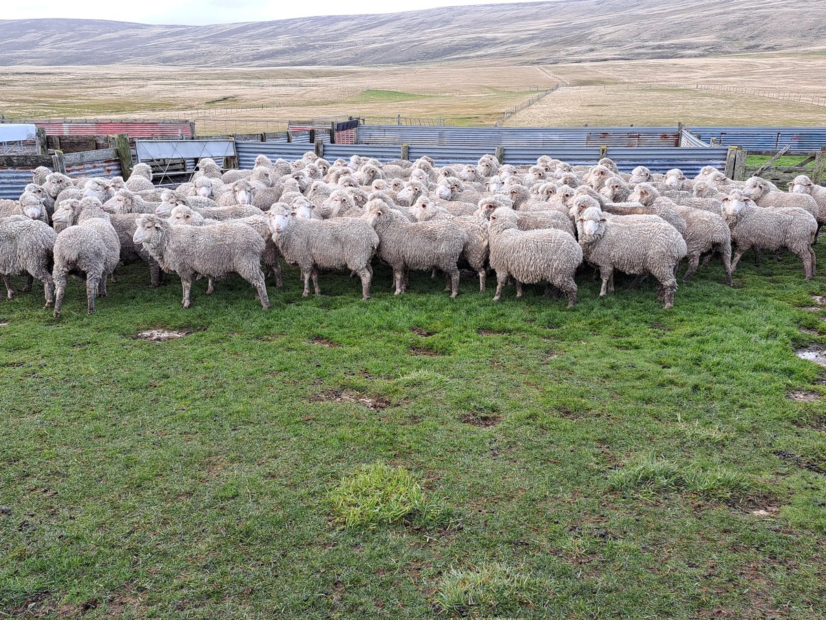 Hew Grierson tweet media