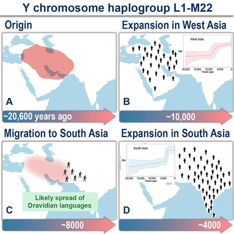 Human Y chromosome haplogroup L1-M22 traces Neolithic expansion in West Asia and supports the Elamite and Dravidian connection sciencedirect.com/science/articl…