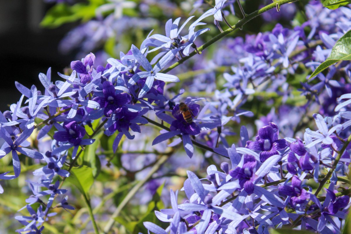 It’s World Bee Day! 🐝💛 Celebrate the honeybee, a key pollinator for 1/3 of our food. Did you know they have 5 eyes and 4 wings? 🐝✨ 
#WorldBeeDay #UPEACE #Nature