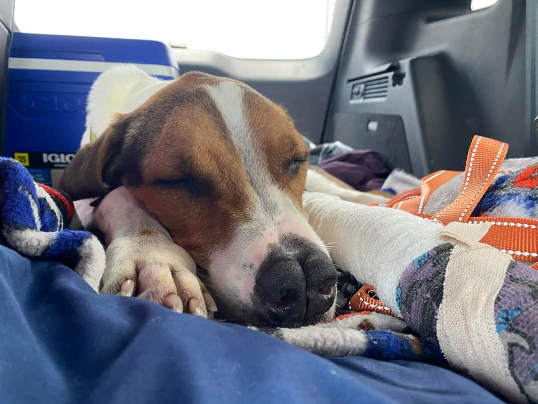 tysonschance's tweet photo. #Santana is on his way back home to Tyson’s! He was found abandoned in TX but still microchipped to us & 2 very dedicated people are making the 35 hour drive to bring him home.
#microchipswork
#Dedication #LovedOne
#Nationalrescuedogday
#rescue #cominghome #thisisTysonsChance https://t.co/MMaJyGeMFe