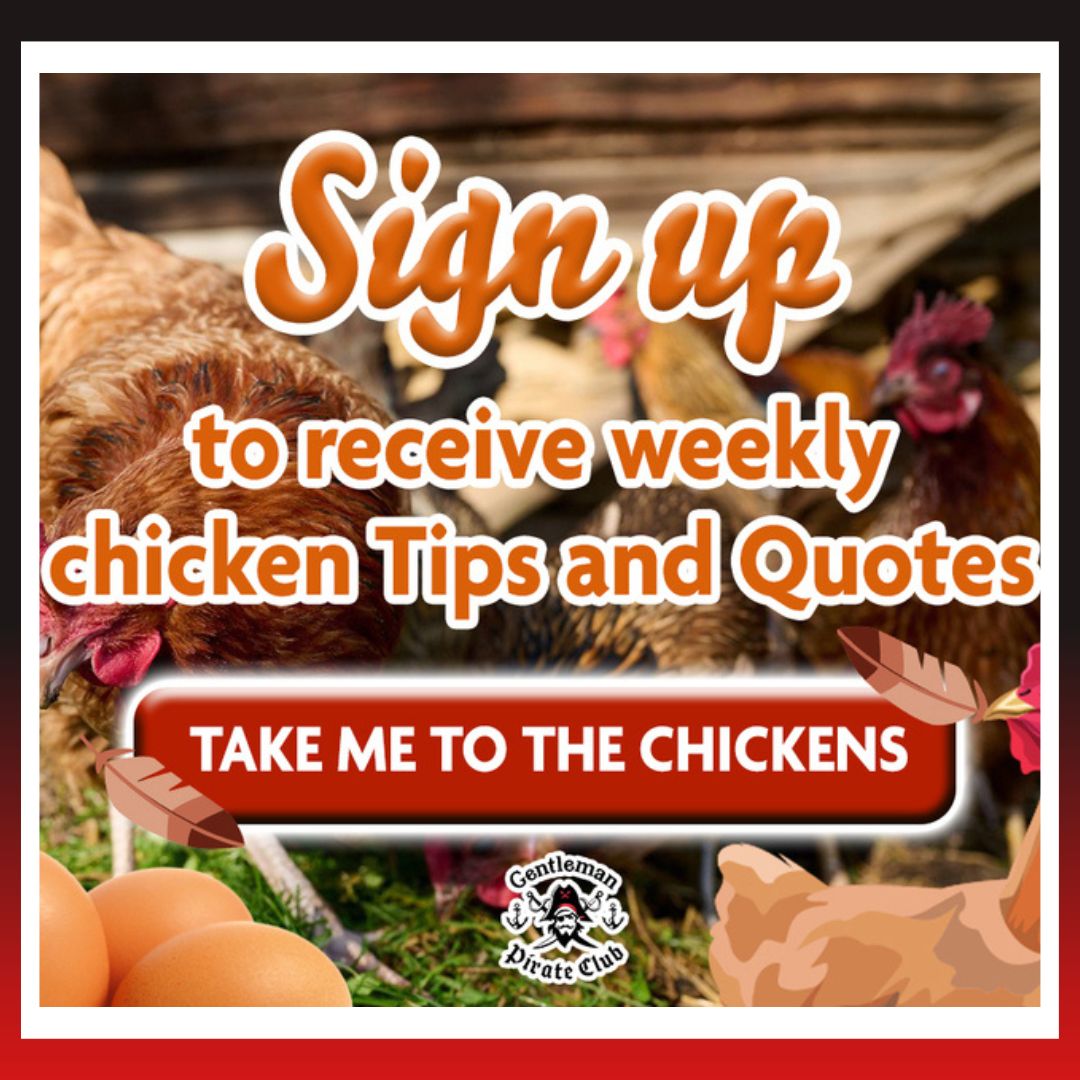 Click here: bit.ly/3Qc19Vl

Are you thinking about becoming a chicken farmer? Each week, we send out an email with tips and tricks on how to be a successful chicken farmer, absolutely free! 📷📷📷
#tips #chicken #chickencoop #gentlemanpirateclub #guide #chickentips