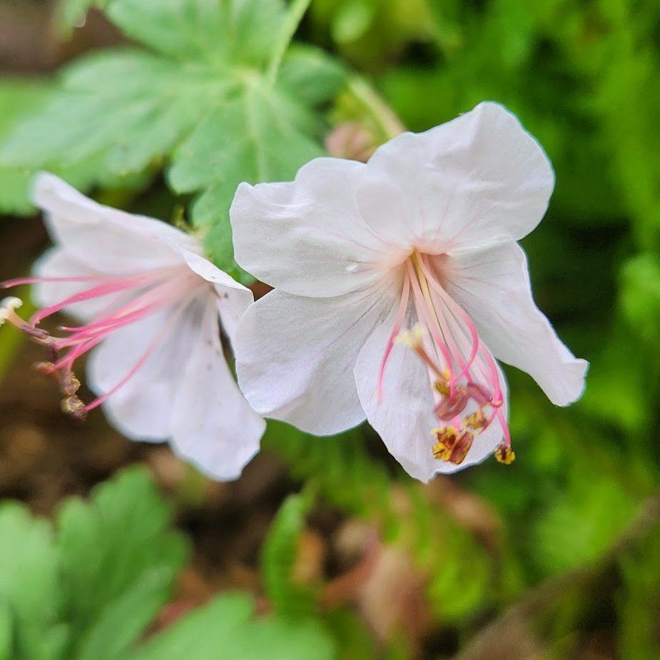 It's not the showiest flower, but I'm smitten with geraniums.