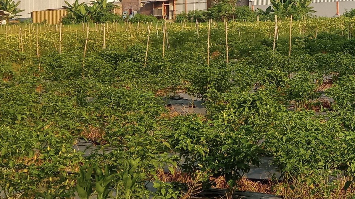 hidayattejo's tweet photo. Petani meski sawangan e ketok rekoso tapi orepe Mulyo, asalkan usaha LAN dungoe iku cocok Karo seng Kuoso
#petanimuda https://t.co/2TXsQmlvI0