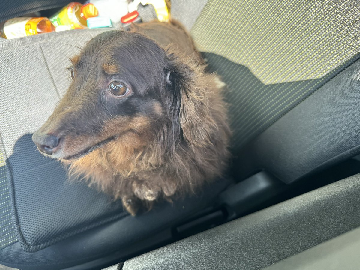 nuts0033's tweet photo. 仙台市太白区茂庭の道路でダックスフンド（チョコタン）の女の子を保護しました。
バリカンの途中（？）のようで、毛玉が酷い状態です。とても懐っこいです。
現在、生出駐在所に預かってもらっています。
飼い主の方の元に戻れますように、拡散お願いいたします。 https://t.co/74TshvQKWX