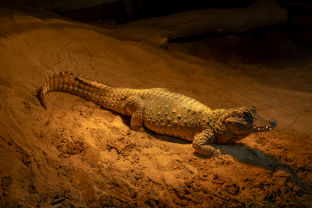 Parked under the heat lamp.. 
#dwarfcrocodile #crocodile #reptile #wildlifephotography #photography #appicoftheweek #canonfavpic #captureone