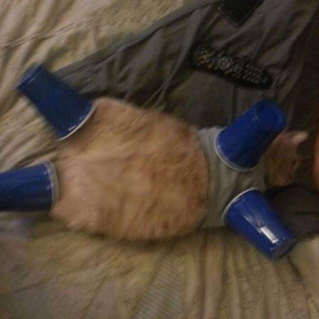 PunchingCat's tweet photo. https://t.co/FJ5d1flRLh