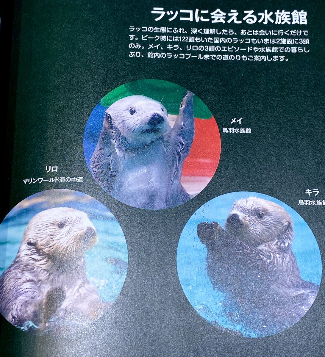 ラッコ、日本の水族館にはあと『3頭』しかいないという事実はあまり知